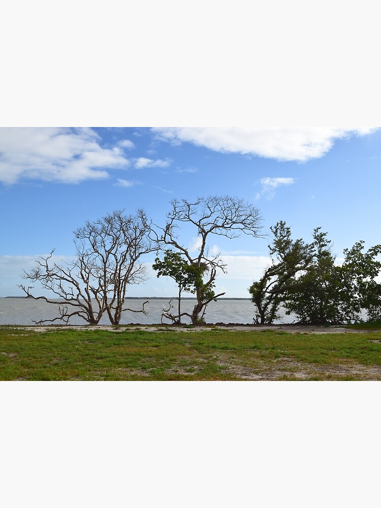 Thumbnail 3 of 3, Photographic Print, Everglades National Park, Florida designed and sold by MikeKunes.