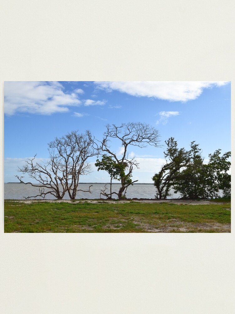 Thumbnail 1 of 3, Photographic Print, Everglades National Park, Florida designed and sold by MikeKunes.