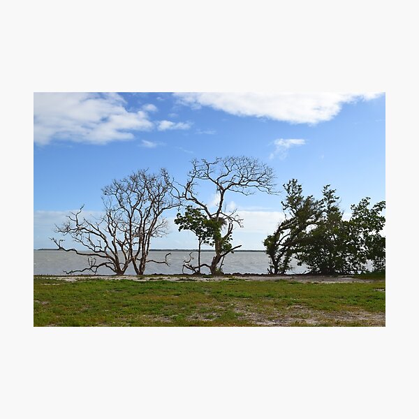 Item preview, Everglades National Park, Florida designed and sold by Mike Kunes.