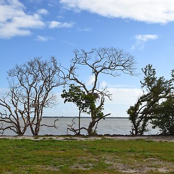 Artwork thumbnail, Everglades National Park, Florida by Mike Kunes