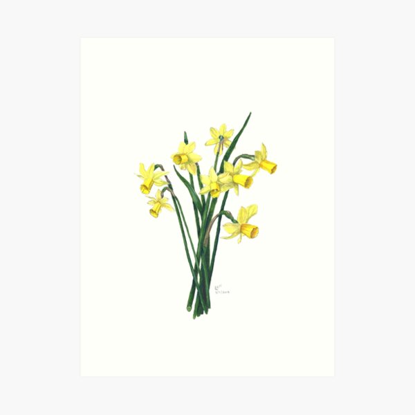 Little Daffodils Botanical Illustration Art Print