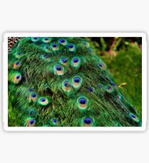 Peacock Plumage Sticker