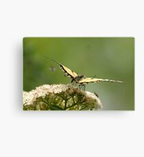 Mountain Ash Canvas Print