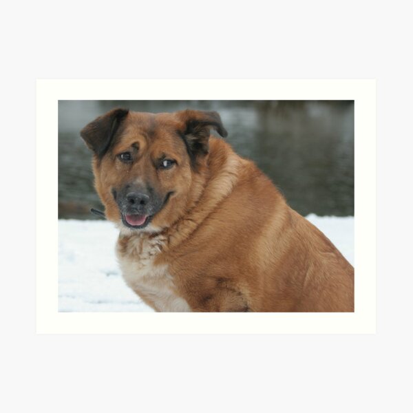 My dog Charlie 1 Art Print