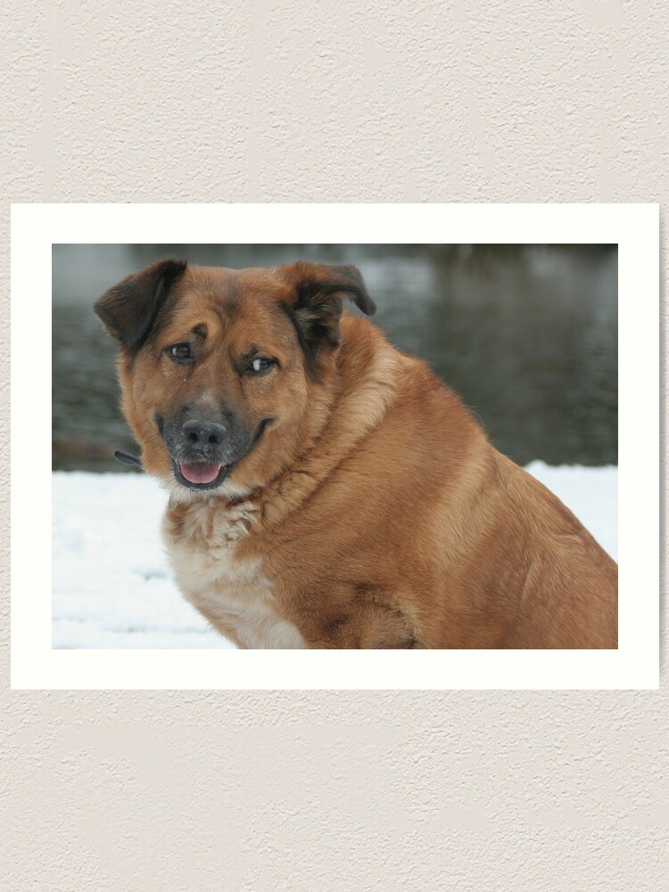 Alternate view of My dog Charlie 1 Art Print