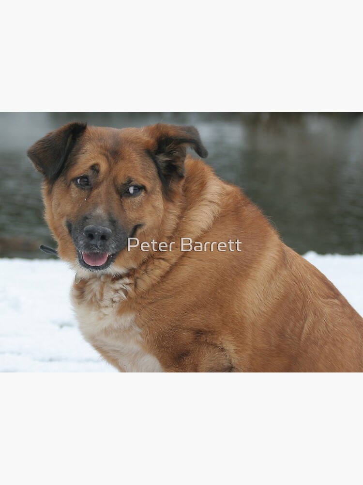 My dog Charlie 1 by hartrockets