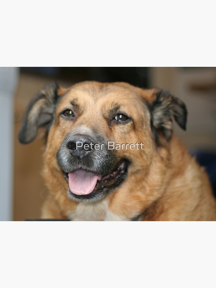 My dog Charlie 2 by hartrockets
