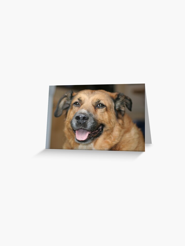 Greeting Card, My dog Charlie 2 designed and sold by Peter Barrett