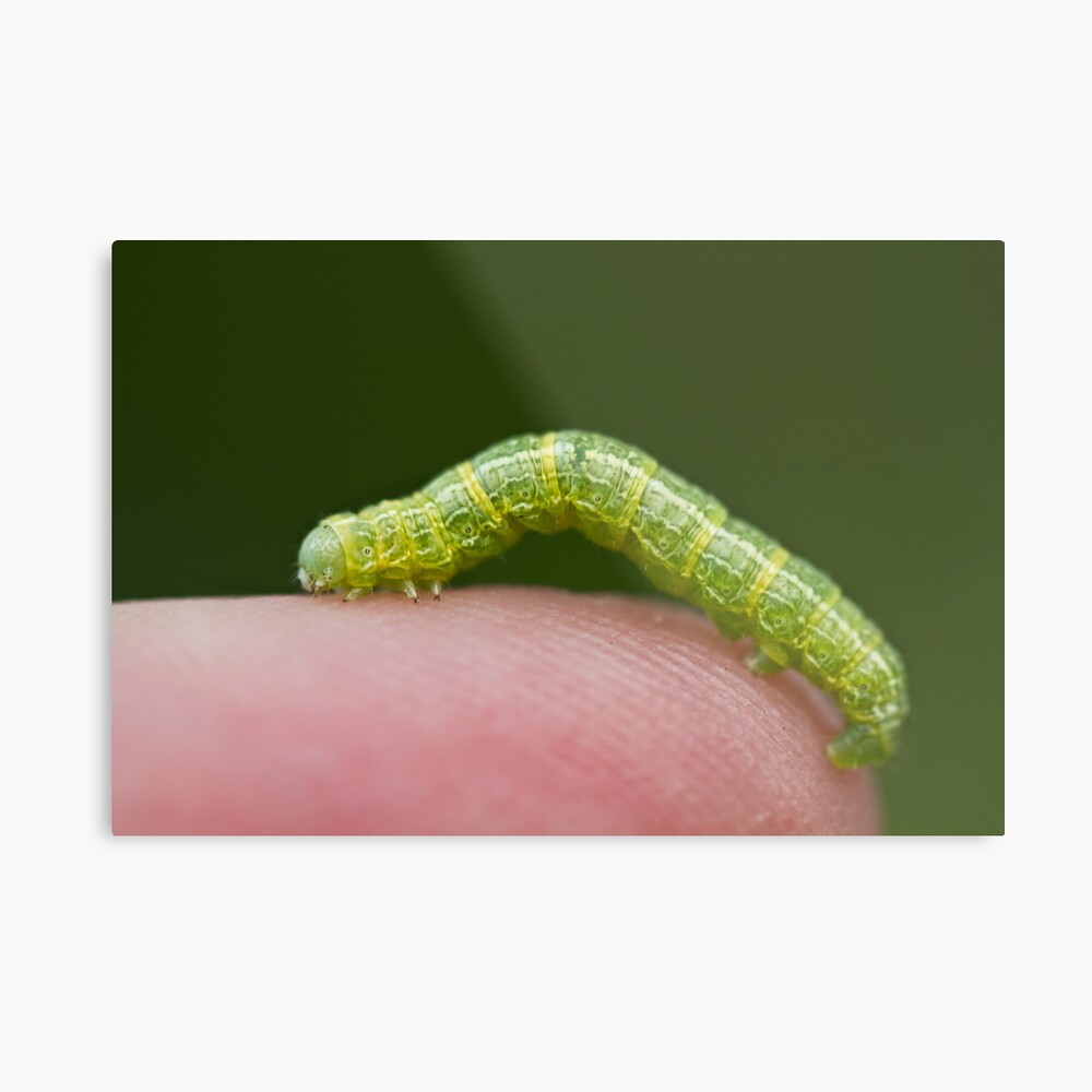 inchworm ride on