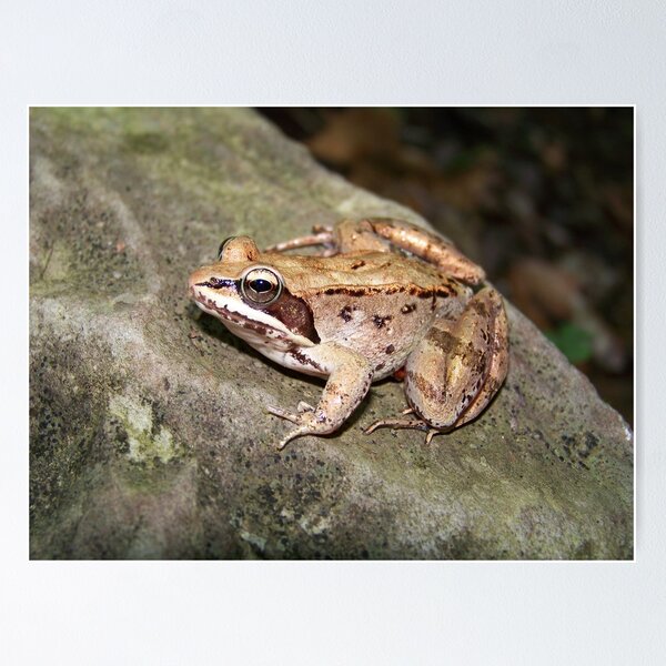 Item preview, Wood Frog designed and sold by Dandelion Dilluvio.