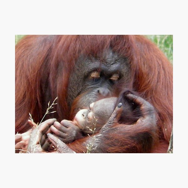 Bornean orangutan Photographic Print
