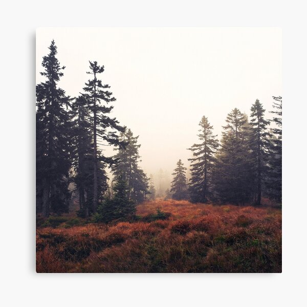 You Are Here // Wild Romantic Misty Fairytale Wilderness Forest With Cascadia Trees Covered In Magic Sunlight Series Canvas Print