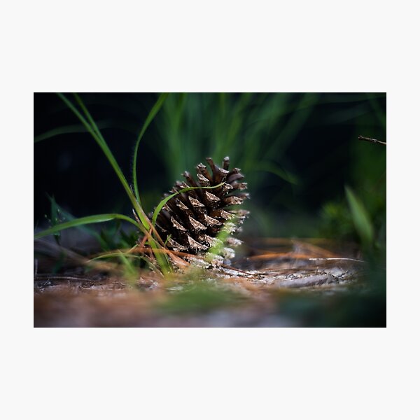 Item preview, Shadow Pine designed and sold by KensLensDesigns.