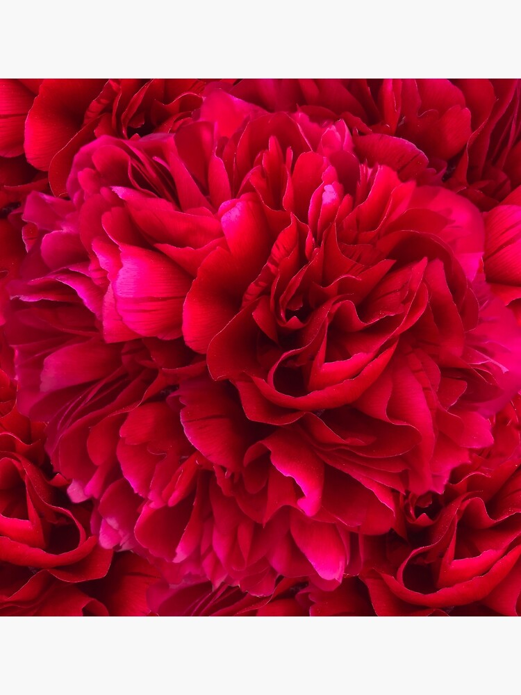Tarjetas de felicitación «Flor de peonía roja gigante» de sarahroozendaal |  Redbubble