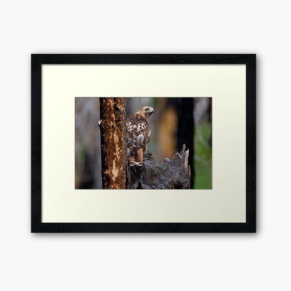 Red-tailed Hawk Framed Art Print