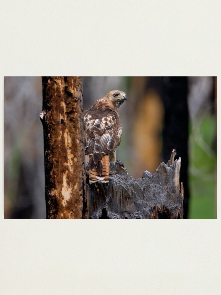 Alternate view of Red-tailed Hawk Photographic Print