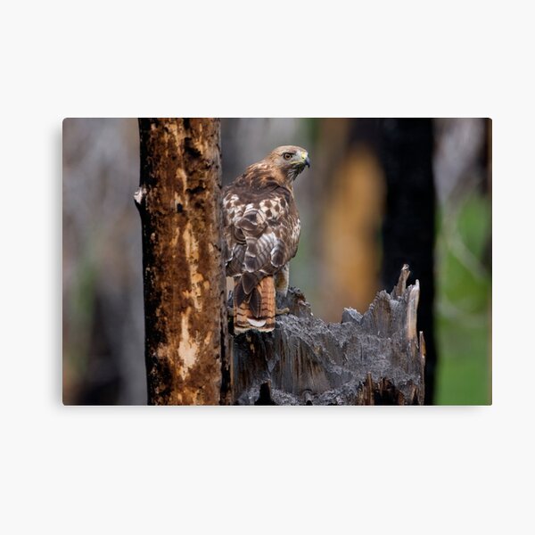 Red-tailed Hawk Canvas Print