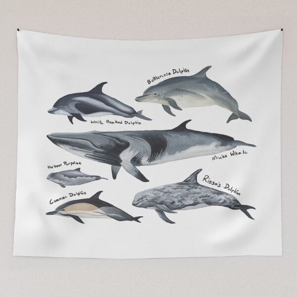 Item preview, Cetaceans of British Waters designed and sold by AJk6cr.