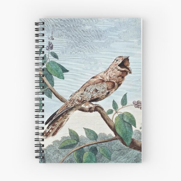 Item preview, Great Goatsucker Bird Drawing designed and sold by goldenmenagerie.