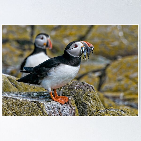 Item preview, Puffin with catch designed and sold by Brian Tarr.