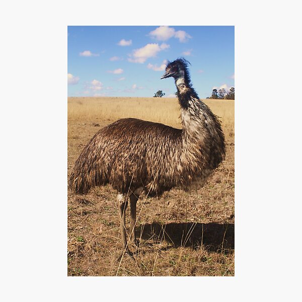 Item preview, An Emu from Tamworth, NSW designed and sold by Spir0.