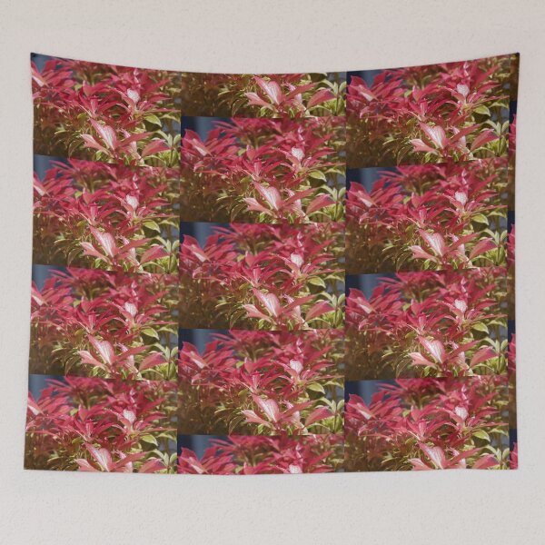 Item preview, Pieris japonica Little Heath designed and sold by lezvee.