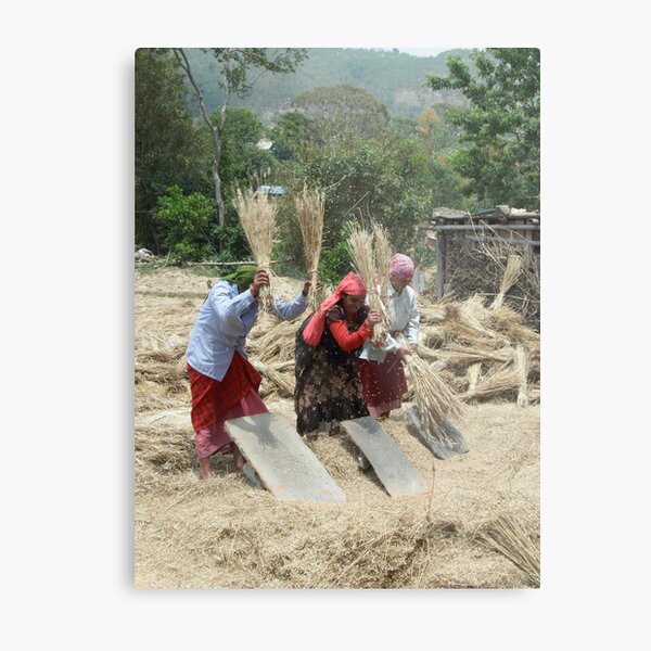 Harvest time. Budol, Nepal Metal Print