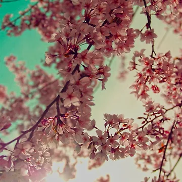 Artwork thumbnail, cherry blossoms by RousseauCustoms