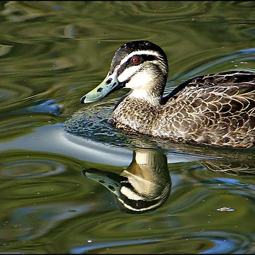 Imagen de la obra Rippled Effects de Rinaldo Di Battista