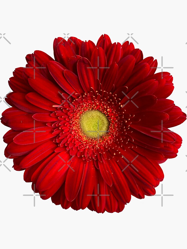 Gerbera-Gänseblümchen-Blumen-Aufkleber | Sticker