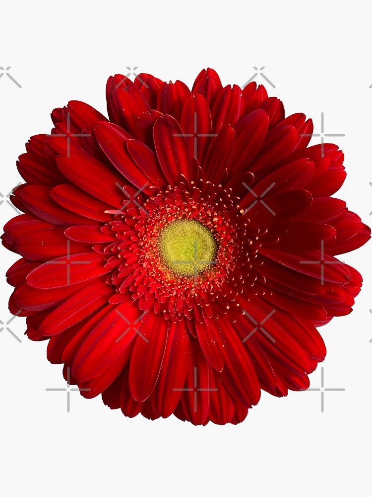 Gerbera Daisy Stickers