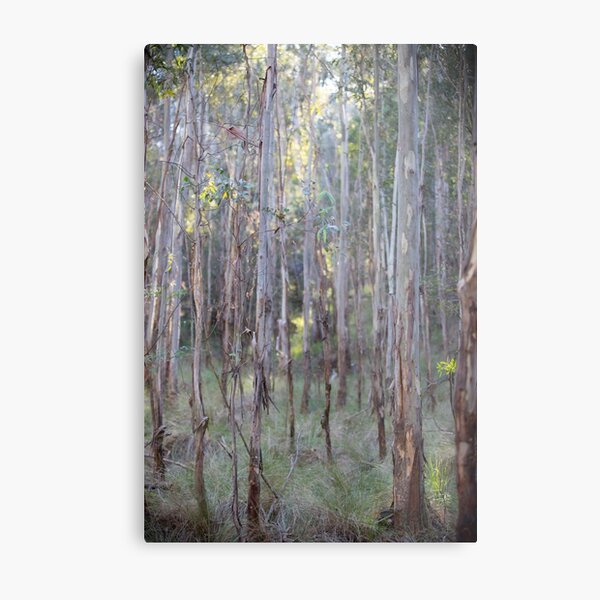 Eucalyptus Trees, Tidbinbilla Nature Reserve, Canberra Metal Print