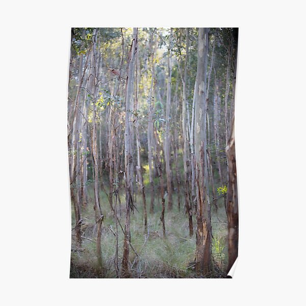 Eucalyptus Trees, Tidbinbilla Nature Reserve, Canberra Poster