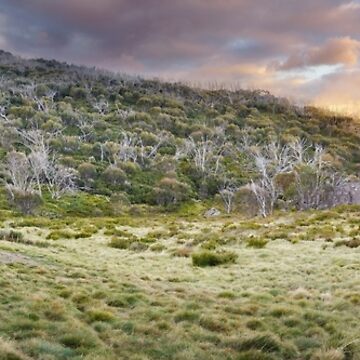 Artwork thumbnail, Teddys Hut, Kosciuszko National Park, New South Wales, Australia by Michael Boniwell