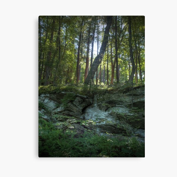 Morning Light Canvas Print