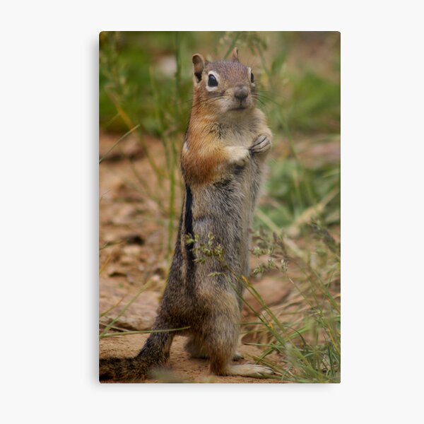 Just Jasper Metal Print