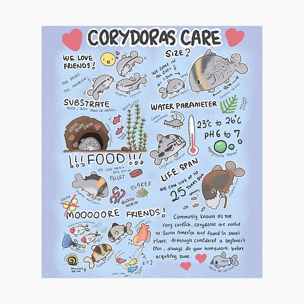 Item preview, Cute Care Guide for Corydoras designed and sold by whaletinyfish.