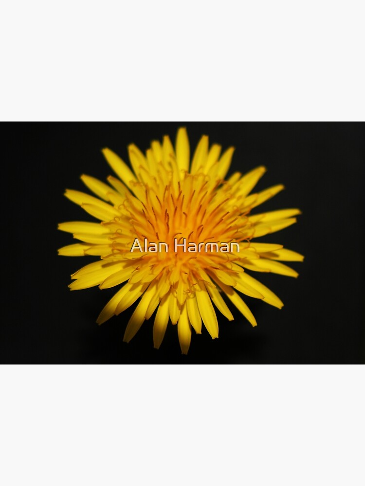 Dandelion Flower by AlanHarman