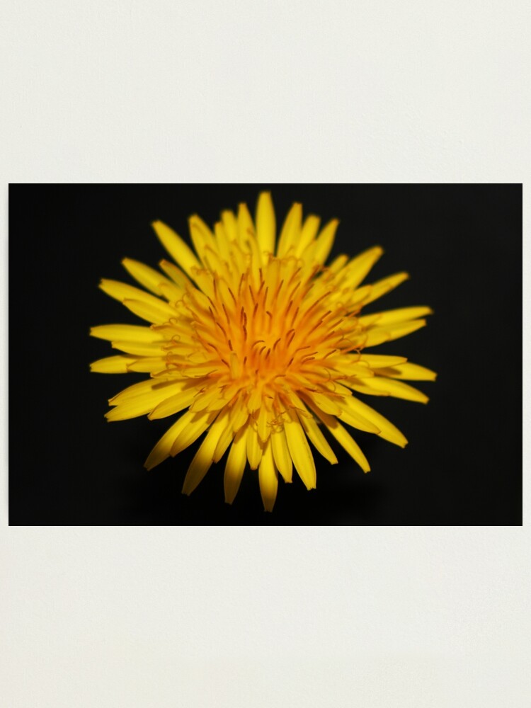Alternate view of Dandelion Flower Photographic Print