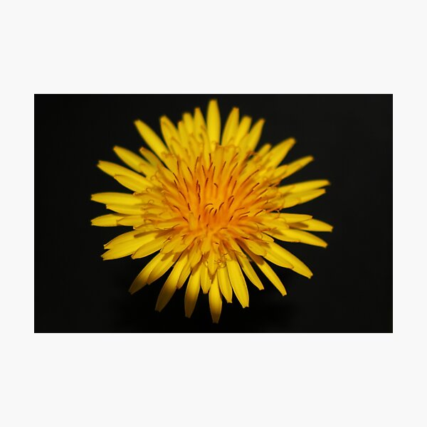 Dandelion Flower Photographic Print