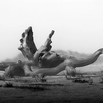 Artwork thumbnail, Dragonwood by Randall Ingalls