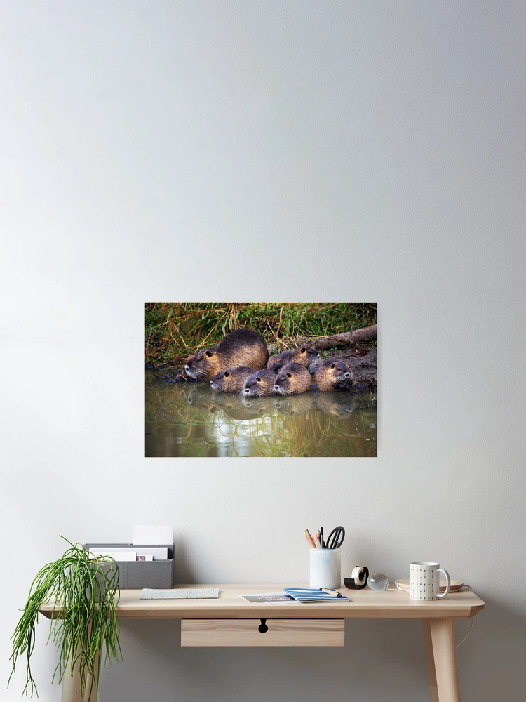 Thumbnail 2 of 3, Poster, Morning Clean Up designed and sold by Randall Ingalls.