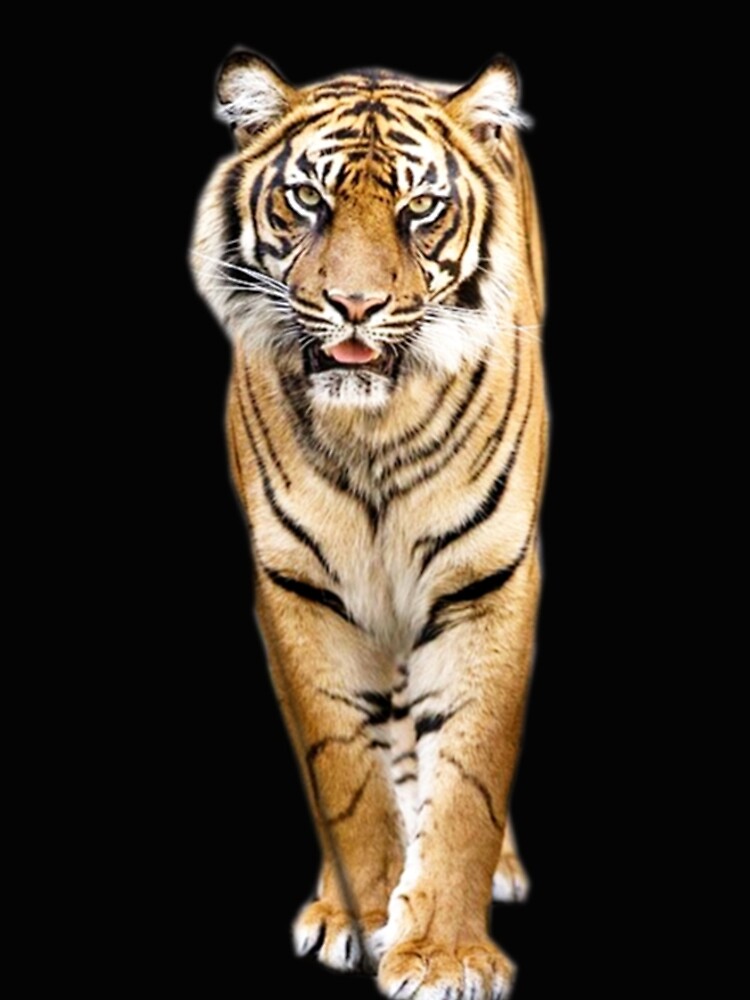 Tiger by Vitalia