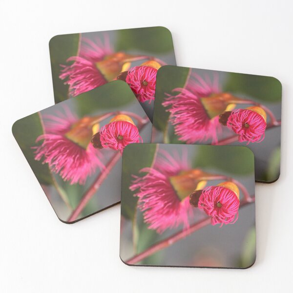 Item preview, Eucalyptus About To Straighten Its Legs designed and sold by Joy Watson - Natural Light Photography .