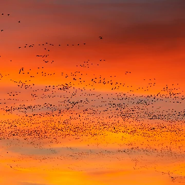 Artwork thumbnail, Morning Migration by Randall Ingalls