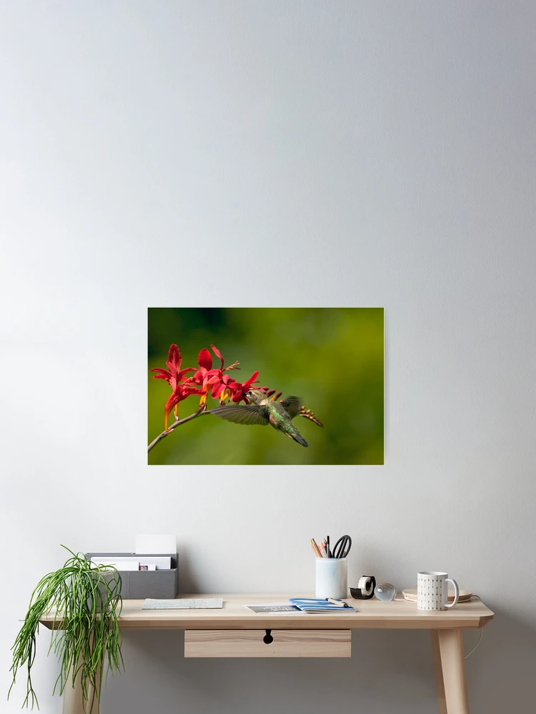 Thumbnail 2 of 3, Poster, Feeding Hummer designed and sold by Randall Ingalls.