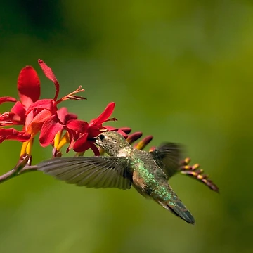 Artwork thumbnail, Feeding Hummer by Randall Ingalls