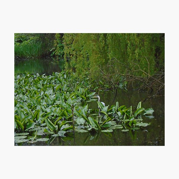 Cherchez l'oiseau Photographic Print