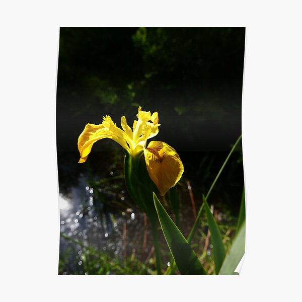 Yellow Iris (Iris pseudacorus) Poster