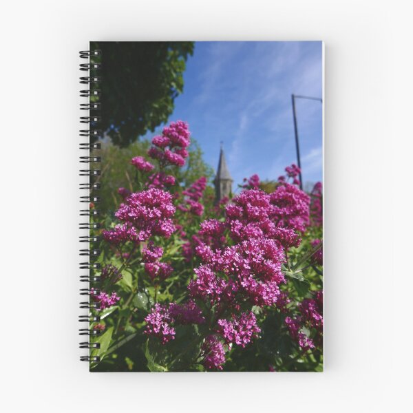 Item preview, Red Valerian (Centranthus ruber) designed and sold by IOMWildFlowers.